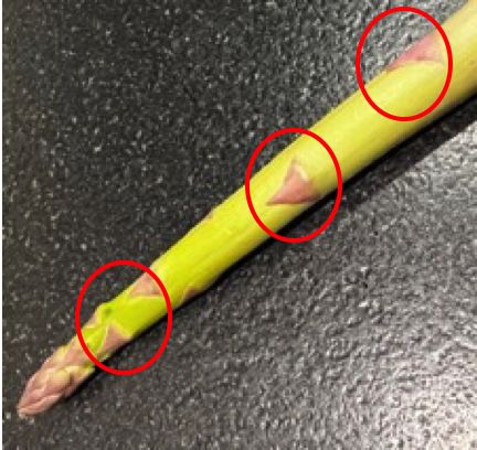 Ecailles Asperges