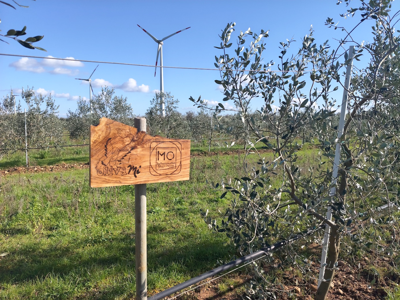 Le Jardin de MO Tra Mozzarelle & Olive